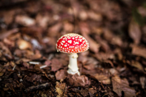 Mushroom